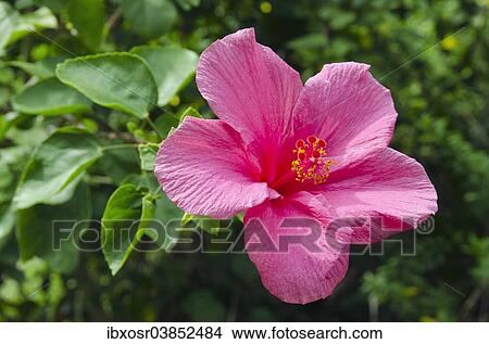 Picture - "Red Hibiscus flower (Hibiscus), Ko Samui, Thailand, Asia". Fotosearch