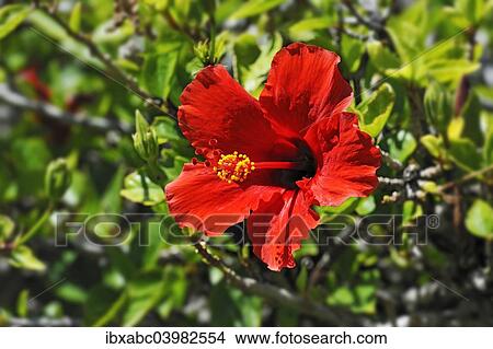 "Red Hibiscus flower (Hibiscus), Windhoek, Namibia, Africa" View Large Photo Image Picture - "Red Hibiscus flower (Hibiscus), Windhoek, Namibia, Africa". Fotosearch