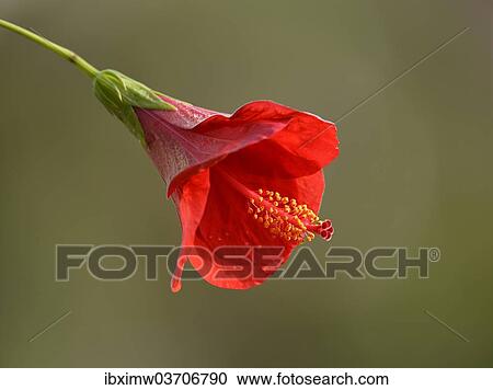 "Red hibiscus flower (Hibiscus rosa-sinensis), Stuttgart, Baden-Wurttemberg, Germany, Europe" View Large Photo Image Stock Image - "Red hibiscus flower (Hibiscus rosa-sinensis), Stuttgart, Baden-Wurttemberg, Germany, Europe". Fotosearch