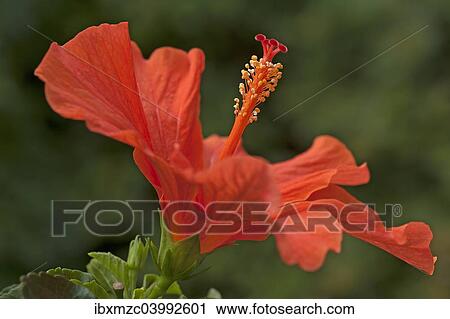 "Red Hibiscus flower (Hibiscus), Bavaria, Germany, Europe" View Large Photo Image Stock Image - "Red Hibiscus flower (Hibiscus), Bavaria, Germany, Europe". Fotosearch