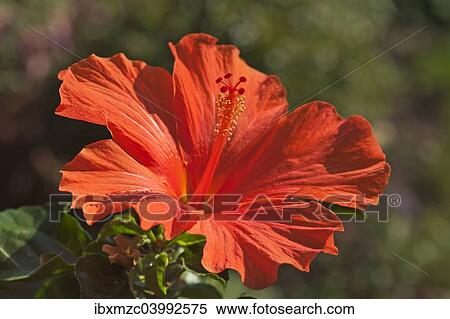 Stock Photography - "Red Hibiscus flower (Hibiscus), Bavaria, Germany, Europe". Fotosearch