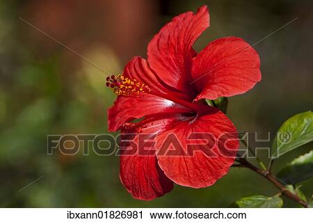 Red Hibiscus (Hibiscus) flower View Large Photo Image Stock Image - Red Hibiscus (Hibiscus) flower. Fotosearch