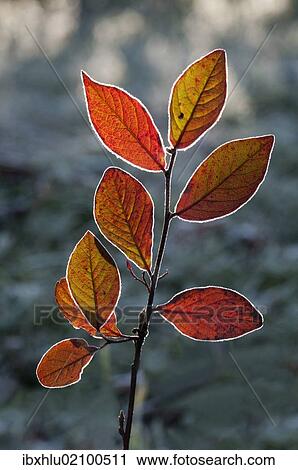"Red Honeysuckle (Lonicera xylosteum), branch with a light covering of hoarfrost, Untergroeningen, Baden-Wuerttemberg, Germany, Europe" View Large Photo Image Stock Image - "Red Honeysuckle (Lonicera xylosteum), branch with a light covering of hoarfrost, Untergroeningen, Baden-Wuerttemberg, Germany, Europe". Fotosearch