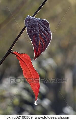 "Red Honeysuckle (Lonicera xylosteum), first hoarfrost on leaves, Untergroeningen, Baden-Wuerttemberg, Germany, Europe" View Large Photo Image Stock Photo - "Red Honeysuckle (Lonicera xylosteum), first hoarfrost on leaves, Untergroeningen, Baden-Wuerttemberg, Germany, Europe". Fotosearch