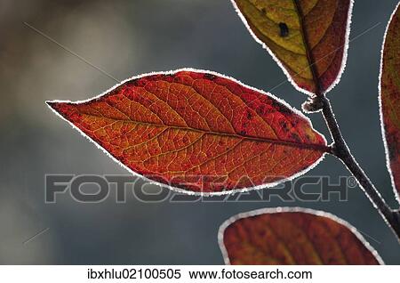 Stock Photography - "Red Honeysuckle (Lonicera xylosteum), leaf with a light covering of hoarfrost, Untergroeningen, Baden-Wuerttemberg, Germany, Europe". Fotosearch