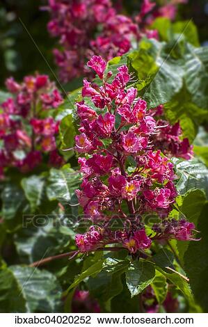 "Red horse-chestnut (Aesculus x carnea, Syn. Aesculus rubicunda), Bavaria, Germany, Europe" View Large Photo Image Stock Image - "Red horse-chestnut (Aesculus x carnea, Syn. Aesculus rubicunda), Bavaria, Germany, Europe". Fotosearch