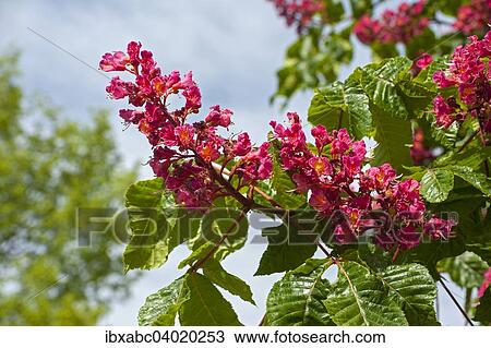 "Red horse-chestnut (Aesculus x carnea, Syn. Aesculus rubicunda), Bavaria, Germany, Europe" View Large Photo Image Stock Image - "Red horse-chestnut (Aesculus x carnea, Syn. Aesculus rubicunda), Bavaria, Germany, Europe". Fotosearch