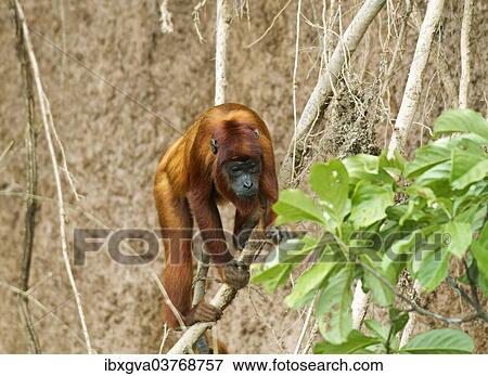 "Red Howler Monkey (Alouatta seniculus), Tambopata Nature Reserve, Madre de Dios Region, Peru, South America" View Large Photo Image Stock Photo - "Red Howler Monkey (Alouatta seniculus), Tambopata Nature Reserve, Madre de Dios Region, Peru, South America". Fotosearch