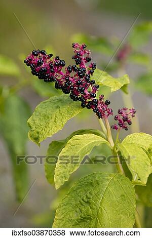 "Red-ink Plant or Indian Pokeweed (Phytolacca acinosa), infructescence, Thuringia, Germany, Europe" View Large Photo Image Stock Photo - "Red-ink Plant or Indian Pokeweed (Phytolacca acinosa), infructescence, Thuringia, Germany, Europe". Fotosearch