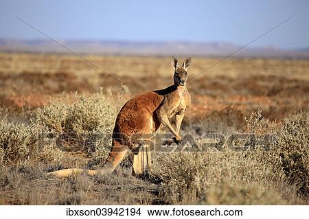 "Red Kangaroo (Macropus rufus), adult male, Sturt National Park, New South Wales, Australia, Oceania" View Large Photo Image Picture - "Red Kangaroo (Macropus rufus), adult male, Sturt National Park, New South Wales, Australia, Oceania". Fotosearch