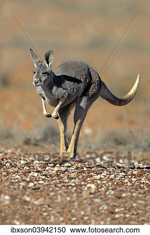 "Red Kangaroo (Macropus rufus), adult female, jumping, Sturt National Park, New South Wales, Australia, Oceania" View Large Photo Image Stock Image - "Red Kangaroo (Macropus rufus), adult female, jumping, Sturt National Park, New South Wales, Australia, Oceania". Fotosearch