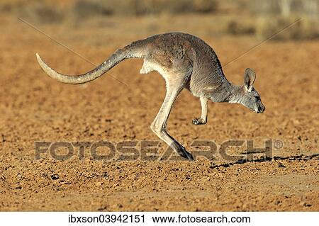 "Red Kangaroo (Macropus rufus), adult female, jumping, Sturt National Park, New South Wales, Australia, Oceania" View Large Photo Image Stock Image - "Red Kangaroo (Macropus rufus), adult female, jumping, Sturt National Park, New South Wales, Australia, Oceania". Fotosearch