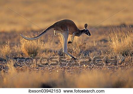 "Red Kangaroo (Macropus rufus), adult, jumping, Sturt National Park, New South Wales, Australia, Oceania" View Large Photo Image Stock Image - "Red Kangaroo (Macropus rufus), adult, jumping, Sturt National Park, New South Wales, Australia, Oceania". Fotosearch
