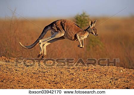 "Red Kangaroo (Macropus rufus), adult male, jumping, Sturt National Park, New South Wales, Australia, Oceania" View Large Photo Image Stock Image - "Red Kangaroo (Macropus rufus), adult male, jumping, Sturt National Park, New South Wales, Australia, Oceania". Fotosearch