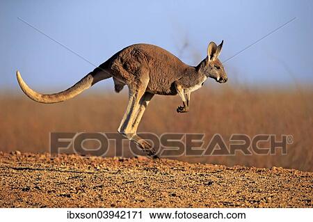 "Red Kangaroo (Macropus rufus), adult, jumping, Sturt National Park, New South Wales, Australia, Oceania" View Large Photo Image Stock Image - "Red Kangaroo (Macropus rufus), adult, jumping, Sturt National Park, New South Wales, Australia, Oceania". Fotosearch