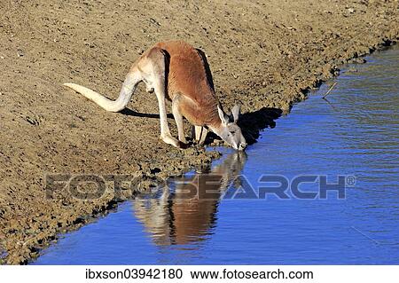 "Red Kangaroo (Macropus rufus), adult male, drinking water, Sturt National Park, New South Wales, Australia, Oceania" View Large Photo Image Stock Image - "Red Kangaroo (Macropus rufus), adult male, drinking water, Sturt National Park, New South Wales, Australia, Oceania". Fotosearch