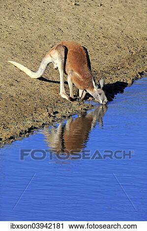 "Red Kangaroo (Macropus rufus), adult male, drinking water, Sturt National Park, New South Wales, Australia, Oceania" View Large Photo Image Stock Image - "Red Kangaroo (Macropus rufus), adult male, drinking water, Sturt National Park, New South Wales, Australia, Oceania". Fotosearch