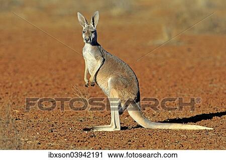 "Red Kangaroo (Macropus rufus), adult, Sturt National Park, New South Wales, Australia, Oceania" View Large Photo Image Stock Image - "Red Kangaroo (Macropus rufus), adult, Sturt National Park, New South Wales, Australia, Oceania". Fotosearch