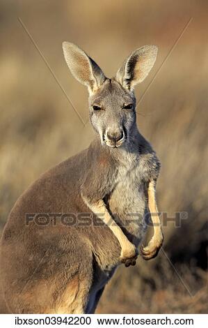 "Red Kangaroo (Macropus rufus), adult female, Sturt National Park, New South Wales, Australia, Oceania" View Large Photo Image Stock Image - "Red Kangaroo (Macropus rufus), adult female, Sturt National Park, New South Wales, Australia, Oceania". Fotosearch
