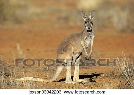 "Red Kangaroo (Macropus rufus), adult, Sturt National Park, New South Wales, Australia, Oceania" View Large Photo Image Stock Image - "Red Kangaroo (Macropus rufus), adult, Sturt National Park, New South Wales, Australia, Oceania". Fotosearch