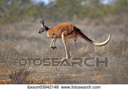 "Red Kangaroo (Macropus rufus), adult male, jumping, Sturt National Park, New South Wales, Australia, Oceania" View Large Photo Image Stock Photo - "Red Kangaroo (Macropus rufus), adult male, jumping, Sturt National Park, New South Wales, Australia, Oceania". Fotosearch