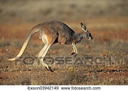 "Red Kangaroo (Macropus rufus), adult female, jumping, Sturt National Park, New South Wales, Australia, Oceania" View Large Photo Image Stock Photo - "Red Kangaroo (Macropus rufus), adult female, jumping, Sturt National Park, New South Wales, Australia, Oceania". Fotosearch
