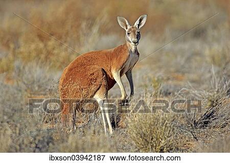 "Red Kangaroo (Macropus rufus), adult male, Sturt National Park, New South Wales, Australia, Oceania" View Large Photo Image Stock Photo - "Red Kangaroo (Macropus rufus), adult male, Sturt National Park, New South Wales, Australia, Oceania". Fotosearch