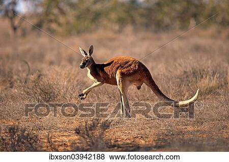 "Red Kangaroo (Macropus rufus), adult male, Sturt National Park, New South Wales, Australia, Oceania" View Large Photo Image Stock Photo - "Red Kangaroo (Macropus rufus), adult male, Sturt National Park, New South Wales, Australia, Oceania". Fotosearch