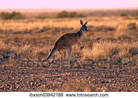 "Red Kangaroo (Macropus rufus), adult male, Sturt National Park, New South Wales, Australia, Oceania" View Large Photo Image Stock Photo - "Red Kangaroo (Macropus rufus), adult male, Sturt National Park, New South Wales, Australia, Oceania". Fotosearch