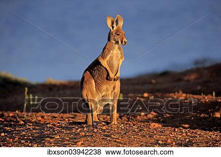 "Red Kangaroo (Macropus rufus), adult, at a waterhole, Sturt National Park, New South Wales, Australia, Oceania" View Large Photo Image Stock Photo - "Red Kangaroo (Macropus rufus), adult, at a waterhole, Sturt National Park, New South Wales, Australia, Oceania". Fotosearch