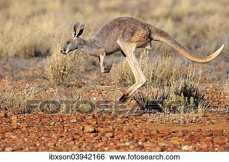 "Red Kangaroo (Macropus rufus), adult female, jumping, Sturt National Park, New South Wales, Australia, Oceania" View Large Photo Image Stock Photograph - "Red Kangaroo (Macropus rufus), adult female, jumping, Sturt National Park, New South Wales, Australia, Oceania". Fotosearch