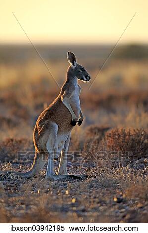 "Red Kangaroo (Macropus rufus), adult male, Sturt National Park, New South Wales, Australia, Oceania" View Large Photo Image Stock Photography - "Red Kangaroo (Macropus rufus), adult male, Sturt National Park, New South Wales, Australia, Oceania". Fotosearch