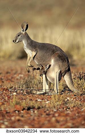 "Red Kangaroo (Macropus rufus) mother with young in her pouch, alert, Sturt National Park, New South Wales, Australia, Oceania" View Large Photo Image Picture - "Red Kangaroo (Macropus rufus) mother with young in her pouch, alert, Sturt National Park, New South Wales, Australia, Oceania". Fotosearch