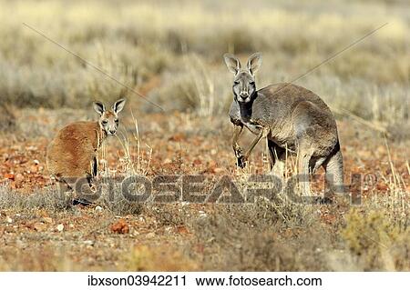 "Red Kangaroo (Macropus rufus) mother with young, alert, Sturt National Park, New South Wales, Australia, Oceania" View Large Photo Image Stock Image - "Red Kangaroo (Macropus rufus) mother with young, alert, Sturt National Park, New South Wales, Australia, Oceania". Fotosearch