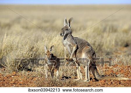 "Red Kangaroo (Macropus rufus) mother with young, alert, Sturt National Park, New South Wales, Australia, Oceania" View Large Photo Image Stock Image - "Red Kangaroo (Macropus rufus) mother with young, alert, Sturt National Park, New South Wales, Australia, Oceania". Fotosearch