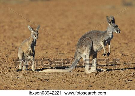 "Red Kangaroo (Macropus rufus) mother with young, alert, Sturt National Park, New South Wales, Australia, Oceania" View Large Photo Image Stock Image - "Red Kangaroo (Macropus rufus) mother with young, alert, Sturt National Park, New South Wales, Australia, Oceania". Fotosearch