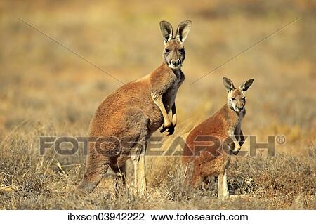 "Red Kangaroo (Macropus rufus) mother with young, alert, Sturt National Park, New South Wales, Australia, Oceania" View Large Photo Image Stock Image - "Red Kangaroo (Macropus rufus) mother with young, alert, Sturt National Park, New South Wales, Australia, Oceania". Fotosearch