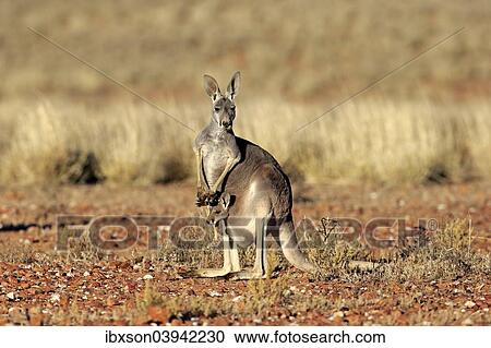 "Red Kangaroo (Macropus rufus) mother with young in her pouch, alert, Sturt National Park, New South Wales, Australia, Oceania" View Large Photo Image Stock Image - "Red Kangaroo (Macropus rufus) mother with young in her pouch, alert, Sturt National Park, New South Wales, Australia, Oceania". Fotosearch