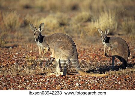"Red Kangaroo (Macropus rufus) mother with young in her pouch, alert, Sturt National Park, New South Wales, Australia, Oceania" View Large Photo Image Stock Image - "Red Kangaroo (Macropus rufus) mother with young in her pouch, alert, Sturt National Park, New South Wales, Australia, Oceania". Fotosearch