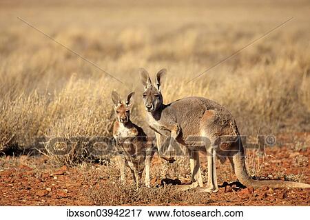 Stock Photo - "Red Kangaroo (Macropus rufus) mother with young, alert, Sturt National Park, New South Wales, Australia, Oceania". Fotosearch