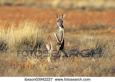 "Red Kangaroo (Macropus rufus) mother with young in her pouch, alert, Sturt National Park, New South Wales, Australia, Oceania" View Large Photo Image Stock Photo - "Red Kangaroo (Macropus rufus) mother with young in her pouch, alert, Sturt National Park, New South Wales, Australia, Oceania". Fotosearch