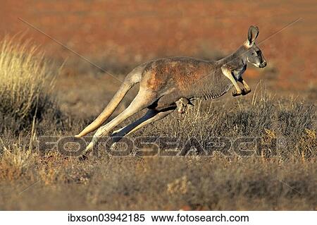 "Red Kangaroo (Macropus rufus) mother with young in the pouch, jumping, Sturt National Park, New South Wales, Australia, Oceania" View Large Photo Image Stock Photography - "Red Kangaroo (Macropus rufus) mother with young in the pouch, jumping, Sturt National Park, New South Wales, Australia, Oceania". Fotosearch