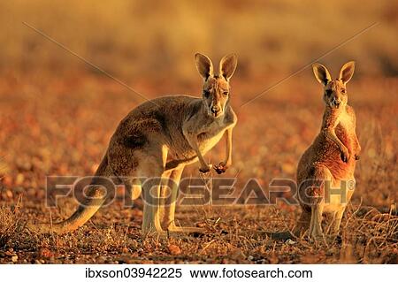 "Red Kangaroo (Macropus rufus) mother with young, alert, sunset, Sturt National Park, New South Wales, Australia, Oceania" View Large Photo Image Stock Photography - "Red Kangaroo (Macropus rufus) mother with young, alert, sunset, Sturt National Park, New South Wales, Australia, Oceania". Fotosearch