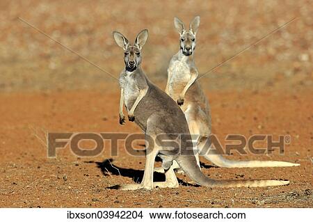 "Red Kangaroo (Macropus rufus), two adult females, Sturt National Park, New South Wales, Australia, Oceania" View Large Photo Image Picture - "Red Kangaroo (Macropus rufus), two adult females, Sturt National Park, New South Wales, Australia, Oceania". Fotosearch