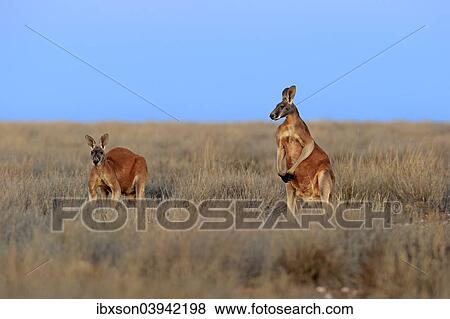 "Red Kangaroo (Macropus rufus), two adult males, Sturt National Park, New South Wales, Australia, Oceania" View Large Photo Image Stock Photo - "Red Kangaroo (Macropus rufus), two adult males, Sturt National Park, New South Wales, Australia, Oceania". Fotosearch