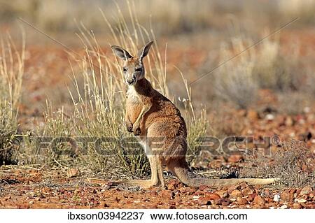 "Red Kangaroo (Macropus rufus), young, alert, Sturt National Park, New South Wales, Australia, Oceania" View Large Photo Image Stock Photo - "Red Kangaroo (Macropus rufus), young, alert, Sturt National Park, New South Wales, Australia, Oceania". Fotosearch