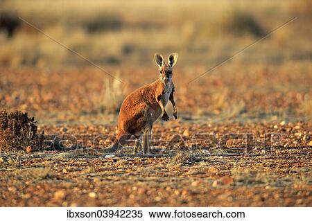 "Red Kangaroo (Macropus rufus), young, alert, Sturt National Park, New South Wales, Australia, Oceania" View Large Photo Image Stock Photography - "Red Kangaroo (Macropus rufus), young, alert, Sturt National Park, New South Wales, Australia, Oceania". Fotosearch