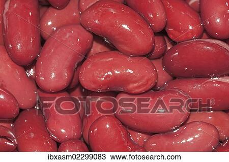 Red Kidney beans (Phaseolus vulgaris) View Large Photo Image Stock Image - Red Kidney beans (Phaseolus vulgaris). Fotosearch