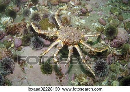 Stock Image - "Red King Crab (Paralithodes camtschaticus), Barents Sea, Russia, Arctic, Europe". Fotosearch