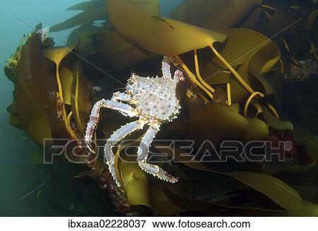 "Red King crab (Paralithodes camtschaticus), Barents Sea, Russia, Arctic, Europe" View Large Photo Image Stock Photo - "Red King crab (Paralithodes camtschaticus), Barents Sea, Russia, Arctic, Europe". Fotosearch